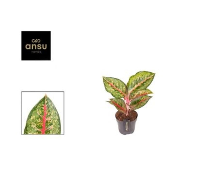 AGLAONEMA PARADISE RED