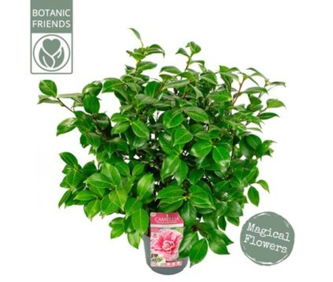CAMELLIA BONOMIANA