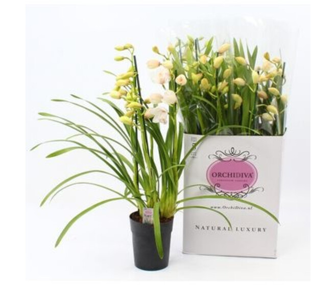 CYMBIDIUM 3/4BR VARIES