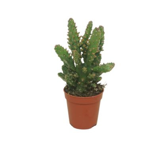 CACTUS OPUNTIA TUNA