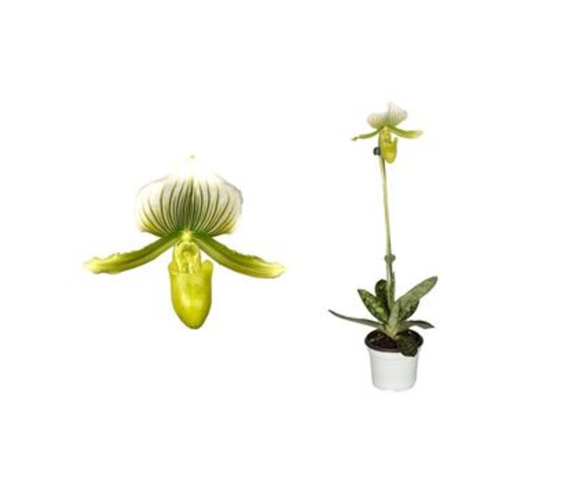 PAPHIOPEDILUM 1BR FEMMA