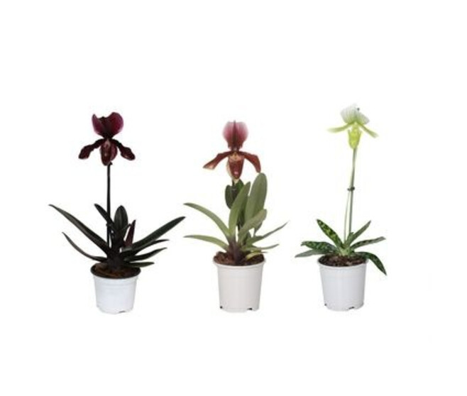 PAPHIOPEDILUM 1BR VARIE