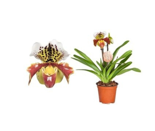 PAPHIOPEDILUM 2BR AMERICAIN