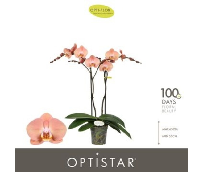 PHALAENOPSIS 2BR ORANGE SUKI