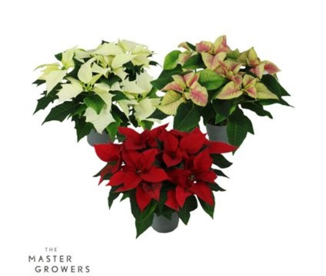 POINSETTIA 5/6BR VARIE