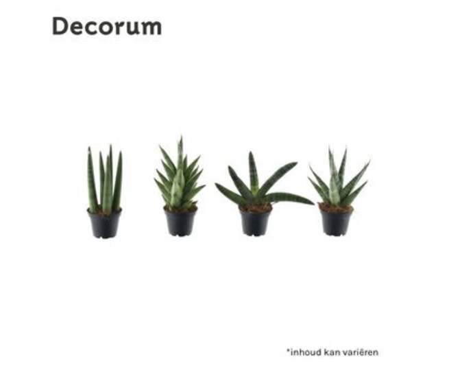 SANSEVIERIA SONORA VARIE
