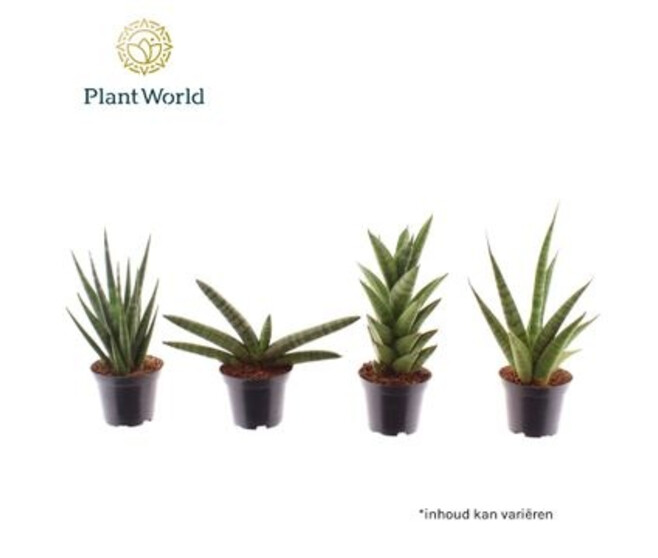 SANSEVIERIA SONORA VARIE