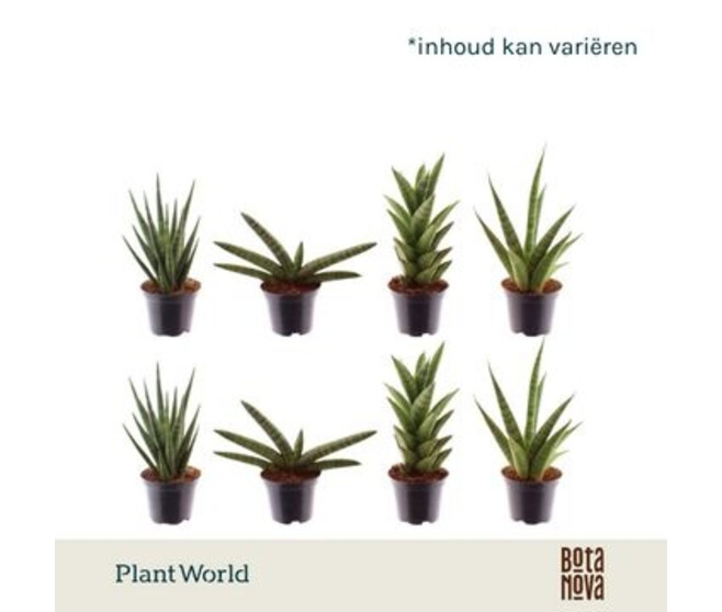 SANSEVIERIA SONORA VARIE