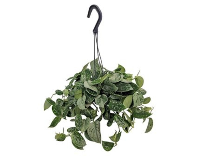 SCINDAPSUS PICTUS SILVER ANN SUSP