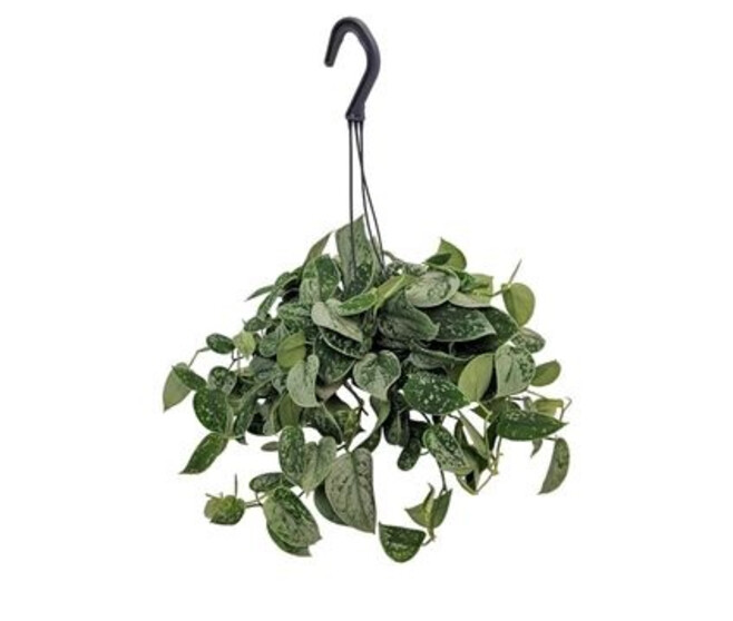 SCINDAPSUS PICTUS SILVER ANN SUSP