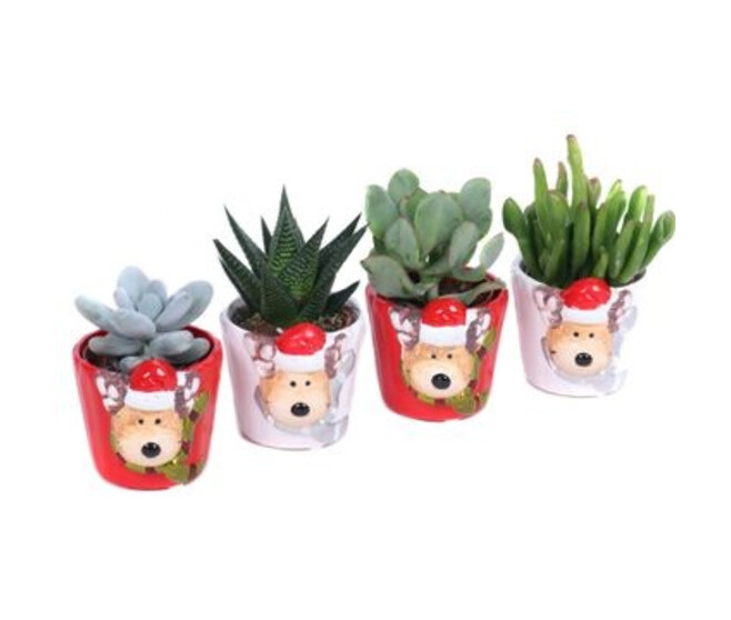 SUCCULENTE VARIEE CERAM