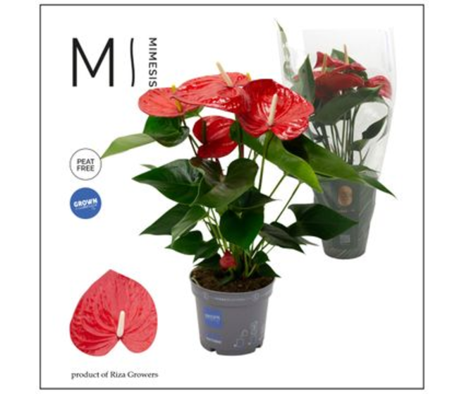 ANTHURIUM MINNESOTA