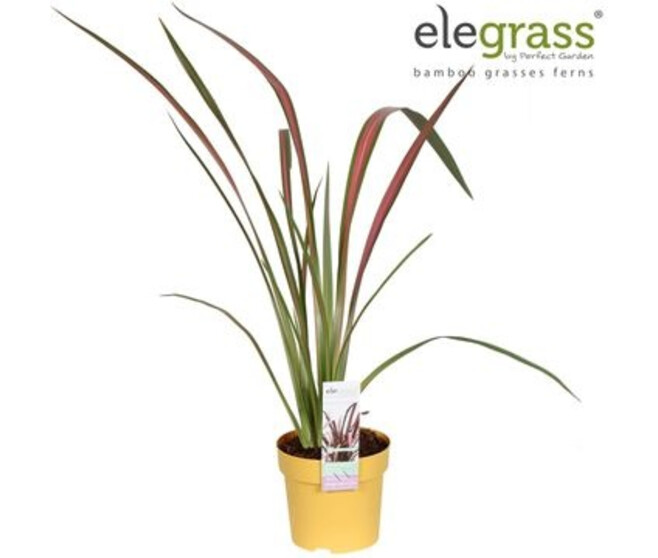 PHORMIUM TENAX PINK FLAMINGO
