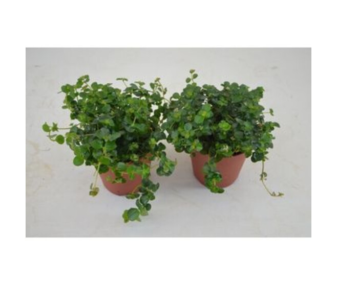 PILEA DEPRESSA SAO PAULO