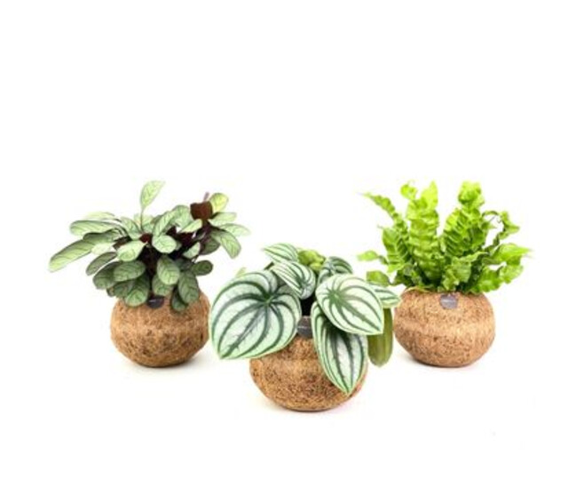 PLANTES VERTES KOKODAMA