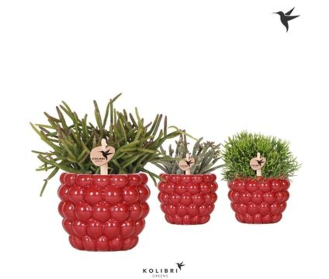 RHIPSALIS CERAM