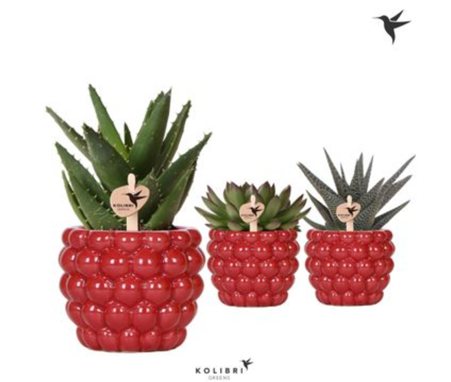 SUCCULENTE VARIEES CERAM