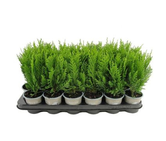 CHAMAECYPARIS GREEN PILAR