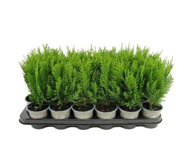 CHAMAECYPARIS GREEN PILAR