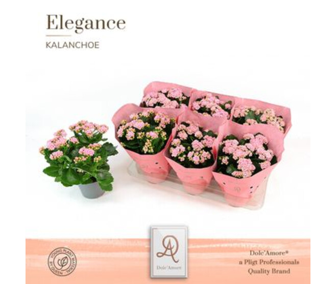 KALANCHOE FL DBLE