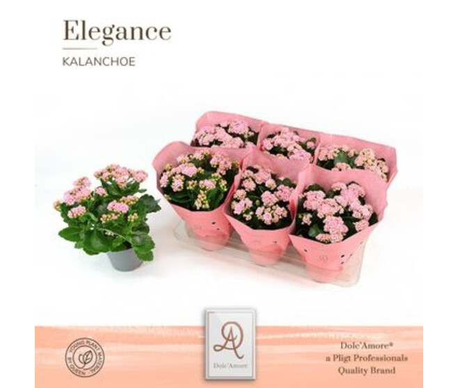 KALANCHOE FL DBLE