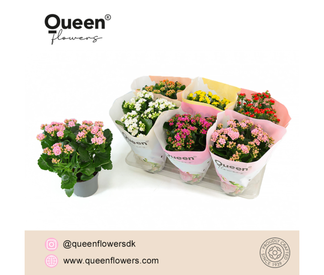 KALANCHOE FL DBLE