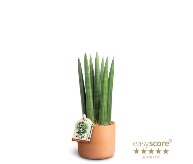 SANSEVIERIA CYLINDRICA CERAM