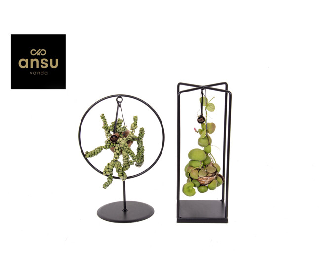 COMPO DISCHIDIA SUPPORT METAL