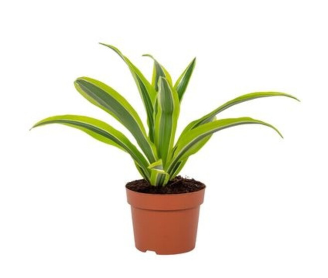 DRACAENA LEMON LIME