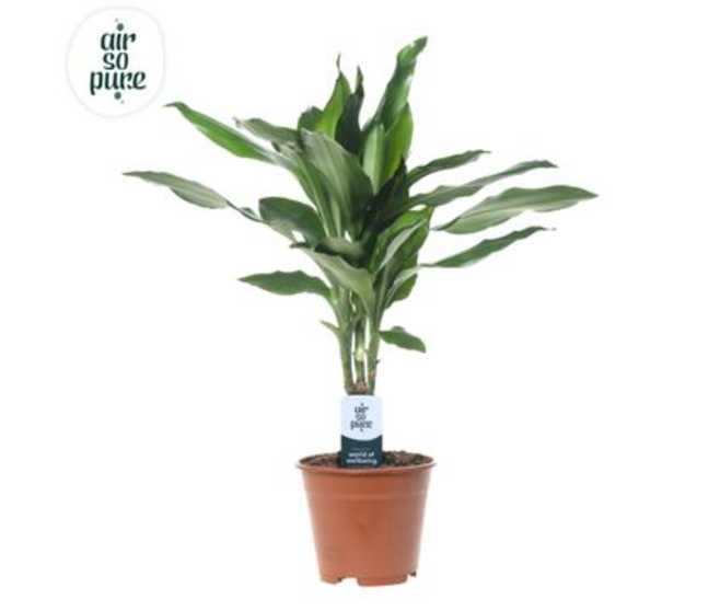 DRACAENA JANET LIND