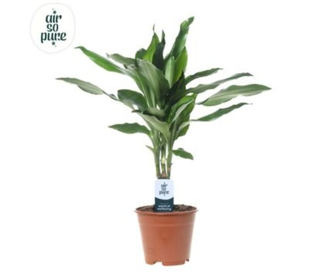 DRACAENA JANET LIND