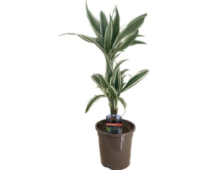 DRACAENA WHITE STRIPE 30-10