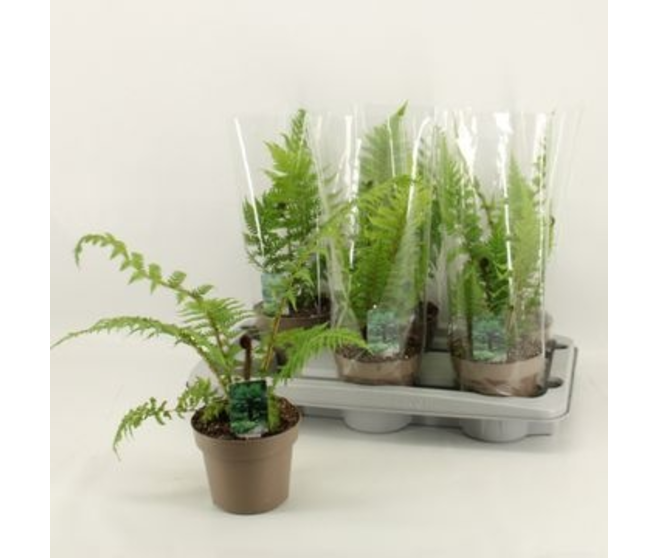 CYATHEA AUSTRALIS