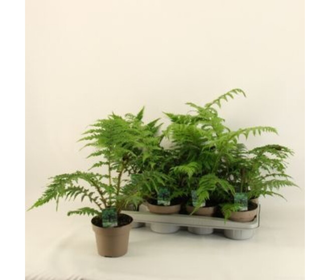CYATHEA AUSTRALIS