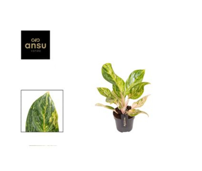AGLAONEMA PEACH PEARL