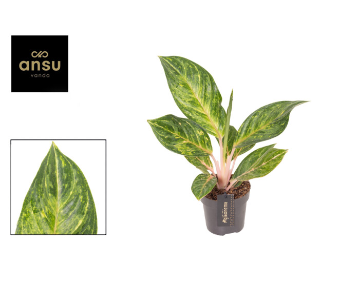 AGLAONEMA PEACH PEARL
