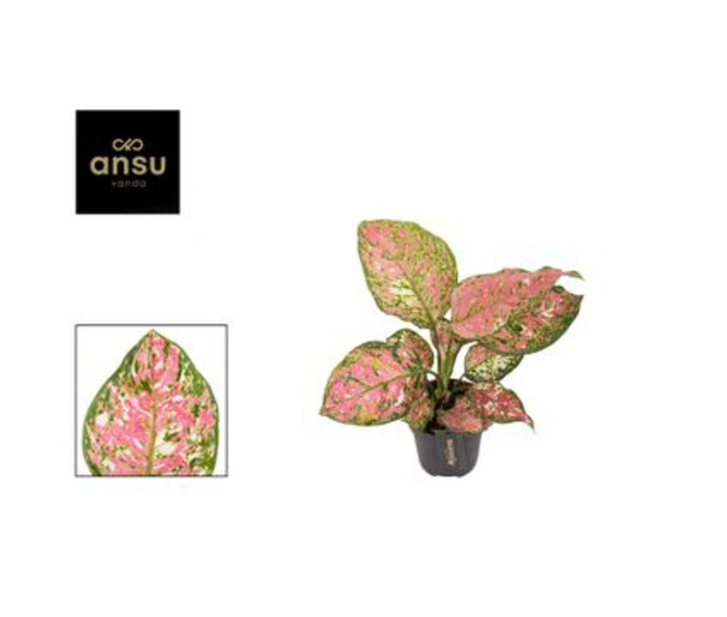 AGLAONEMA JAZZY RED