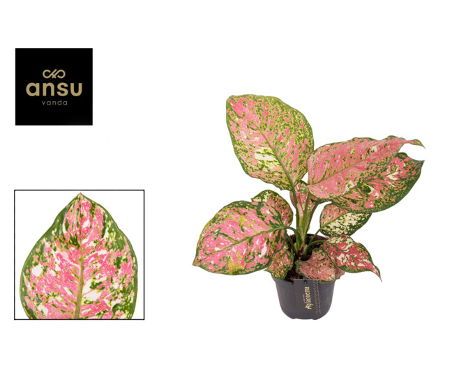 AGLAONEMA JAZZY RED