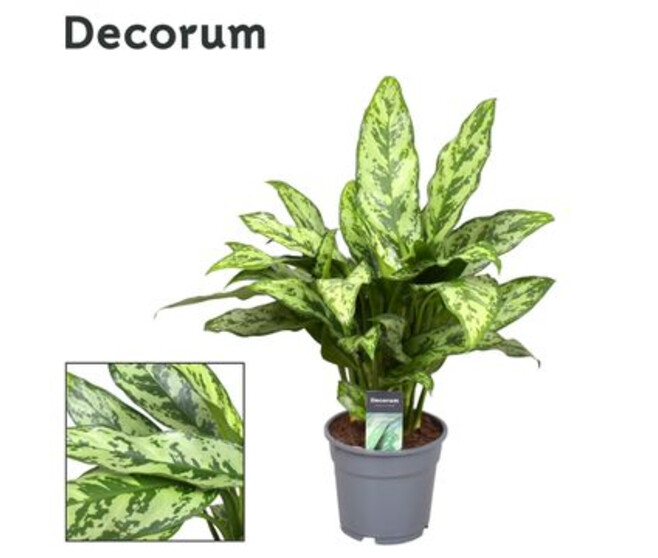 AGLAONEMA ROMEO