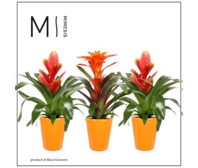 BROMELIACEE ORANGE CERAM