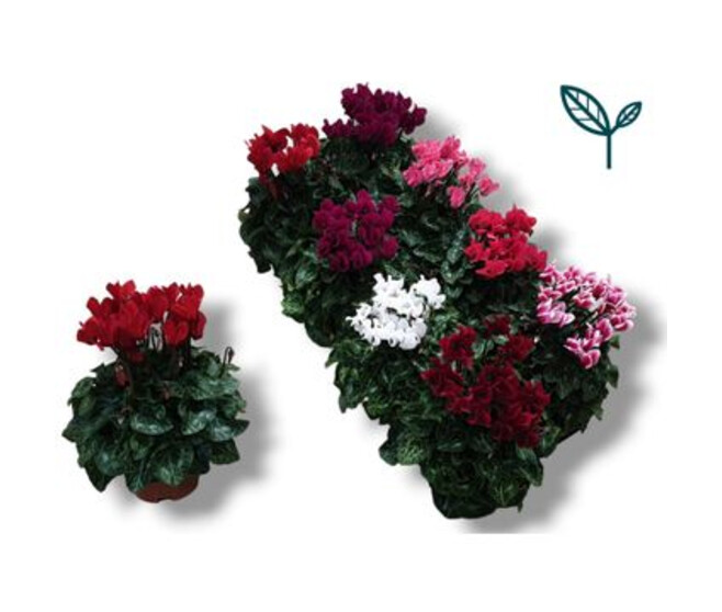 CYCLAMEN SUPER COMPACT VARIE