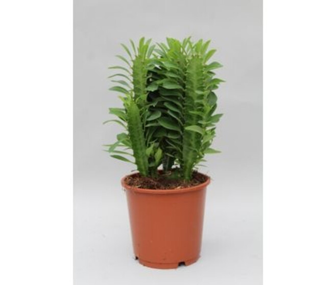 EUPHORBIA TRIGONA
