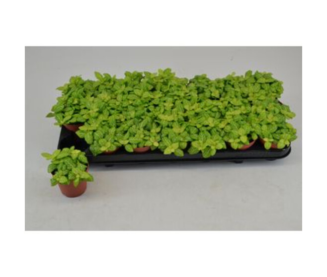 FITTONIA JOLY LEMON