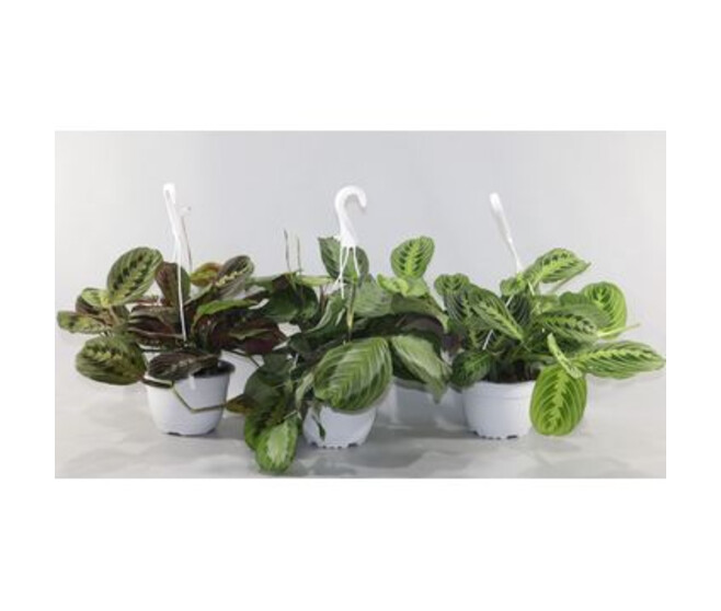 MARANTA LEUCONEURA SUSP