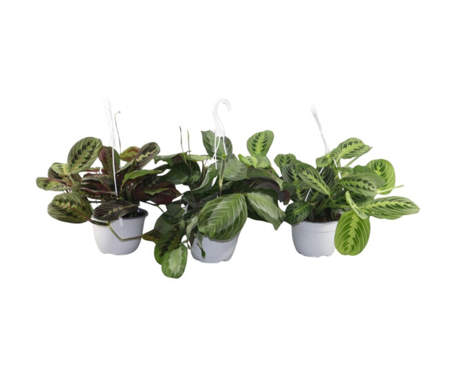 MARANTA LEUCONEURA SUSP