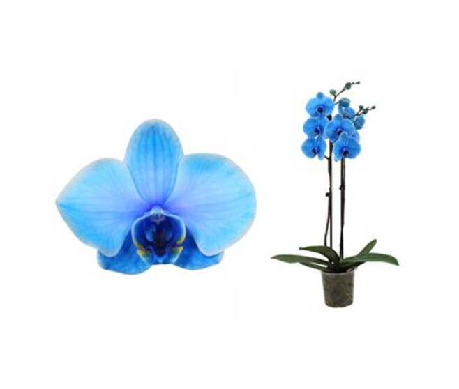 PHALAENOPSIS 2BR TEINTE BLEU