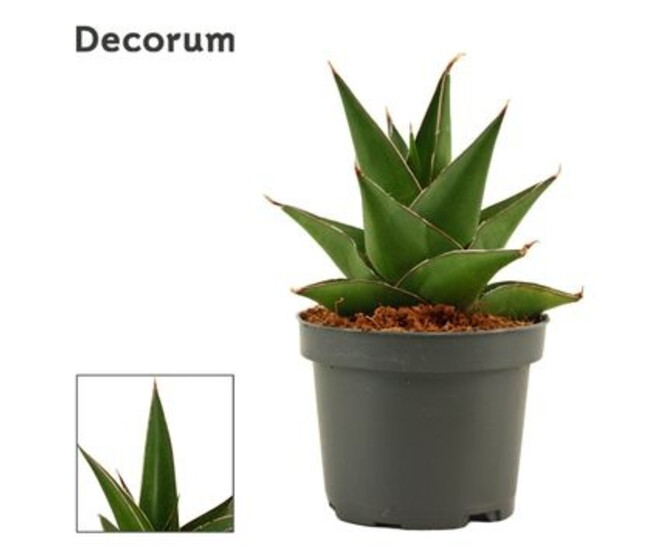 SANSEVIERIA ABBEY CROWN