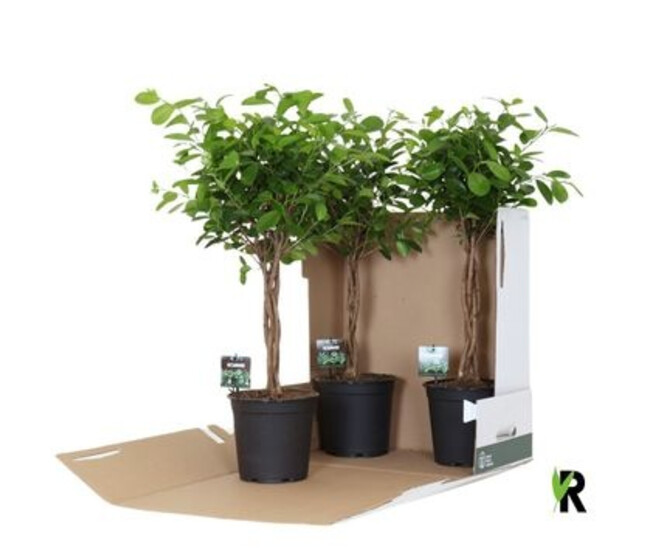 FICUS MOCLAME TRESSEE