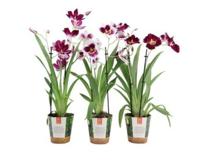 MILTONIA 2BR VARIES