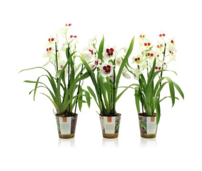 MILTONIA 3BR HERRALEXANDRE